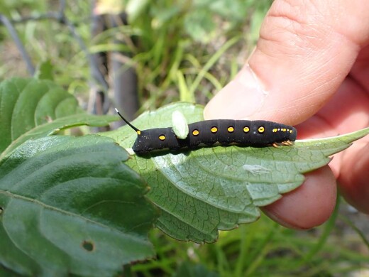 セスジスズメと寄生蜂P6150157