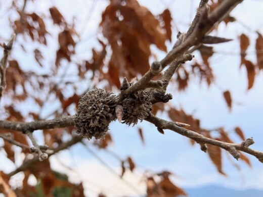 生きものブログ2501クヌギ