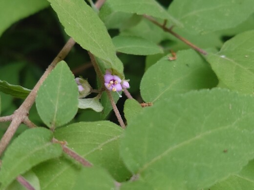 ヤブムラサキの花